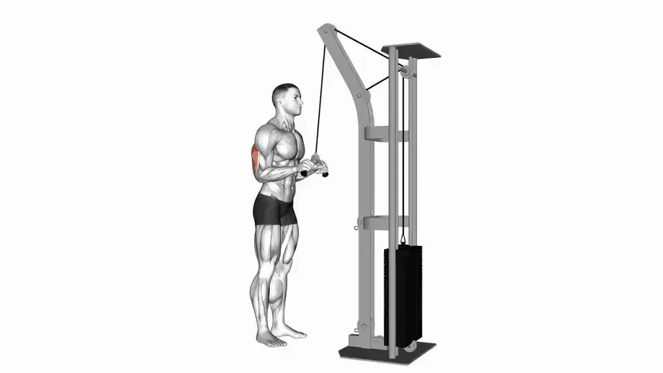 Extension triceps à la poulie haute — Cable Triceps Pushdown