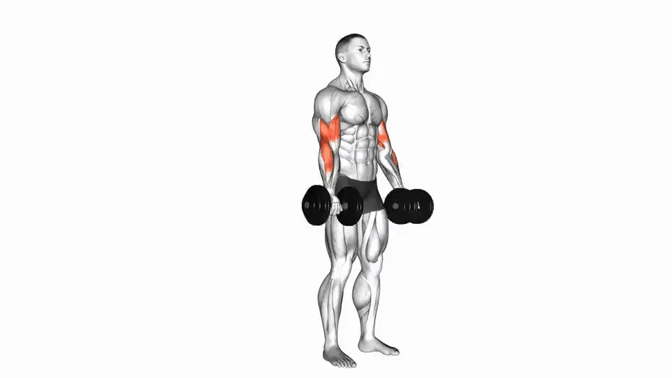 Curl aux haltères — Dumbbell Curl