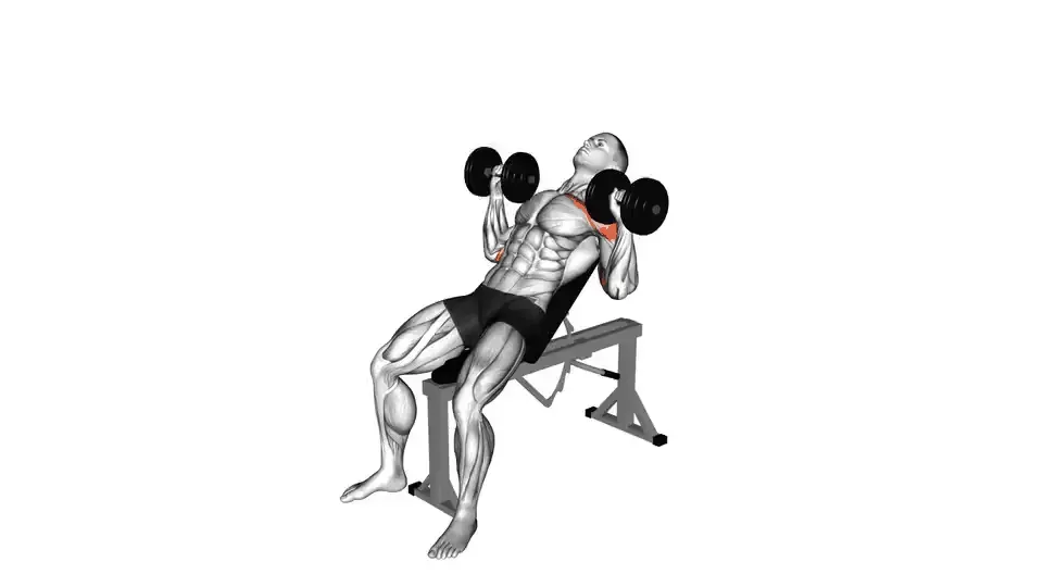 Développé incliné aux haltères — Incline Dumbbell Press