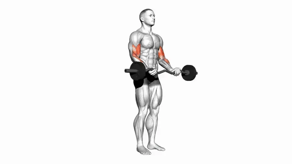 Curl à la barre EZ — EZ Barbell Curl