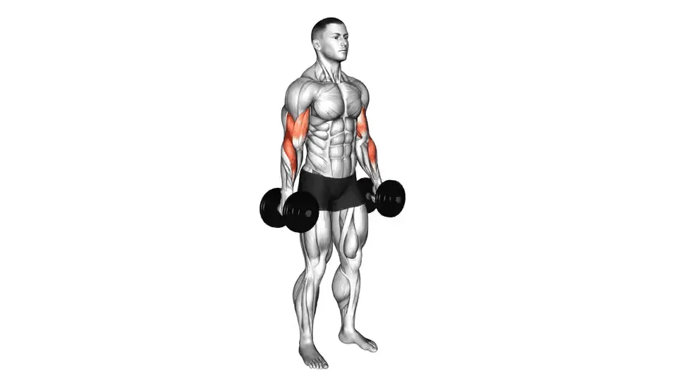 Curl marteau — Hammer Curl